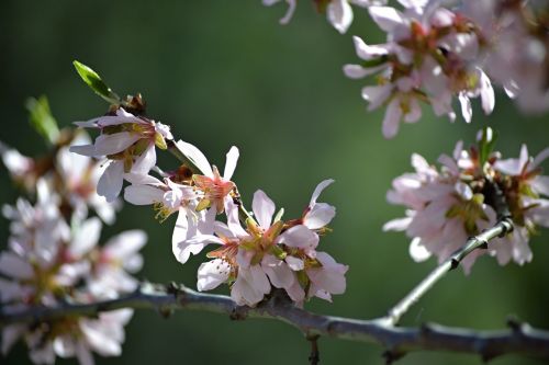 madrid fifth mills almond blossom