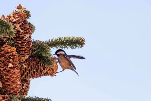 madrid spain bird pine