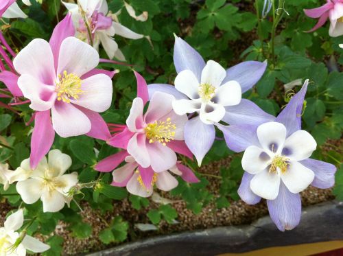 maebaltop flowers flowers nature