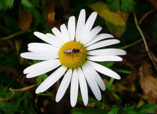 magarite flower bugs