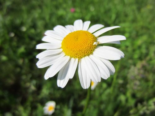magaritte white flower blossom