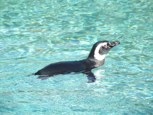 Magellanic Penguin