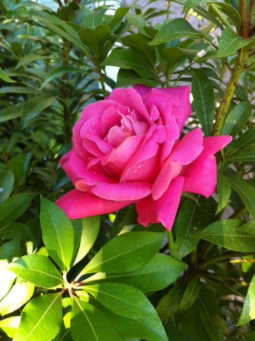 magenta rose flower