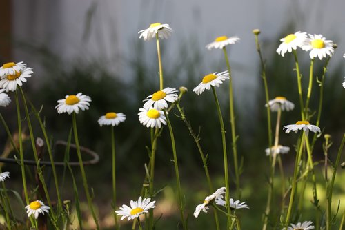 magerite  white  flower