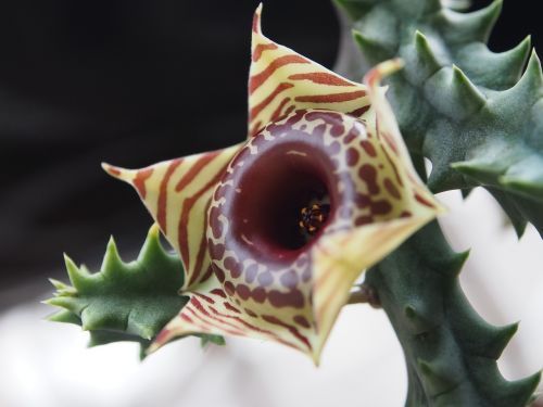 magic star flower zebra succulent plants