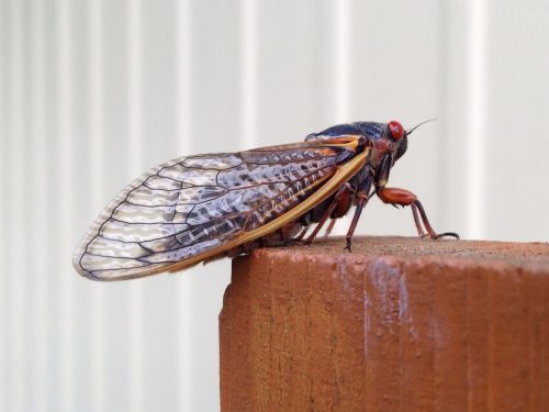 magicicada periodical cicada cicada