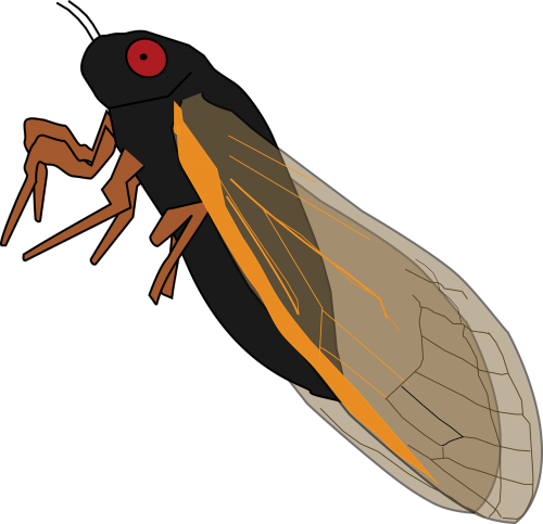 magicicada cicada vector