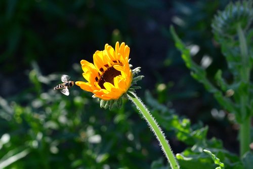 magnificent flame  hoverfly  garden