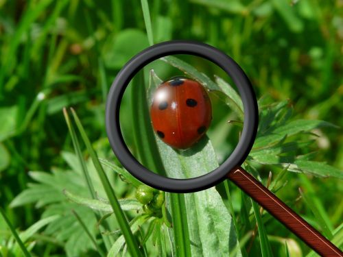 magnifying glass ladybug beetle