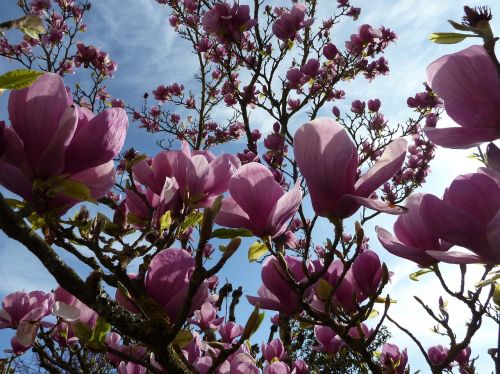 magniolia flowers tree