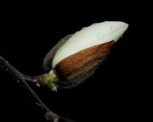 magnolia night bud