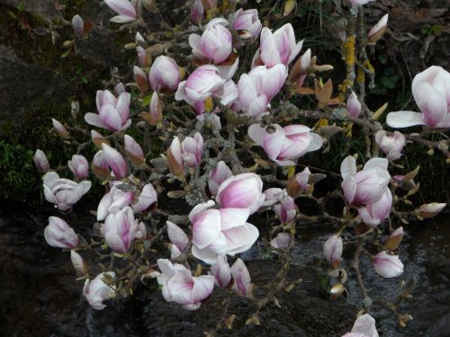 magnolia bloom flowers