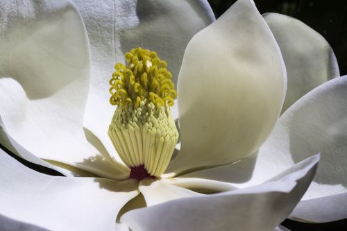 magnolia flowers park