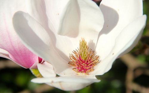 magnolia tulip magnolia blossom