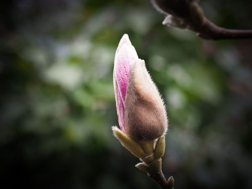 magnolia flower blossom