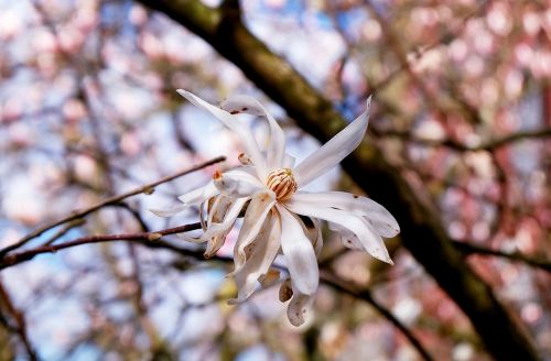 magnolia star magnolia blossom