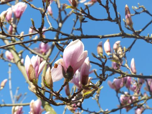 magnolia blossom bloom