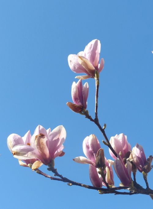 magnolia branch flowers
