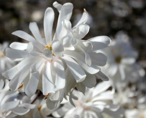 magnolia blossom white