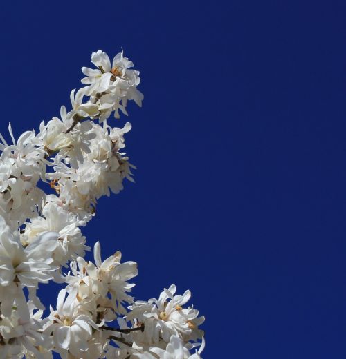 magnolia tree white