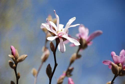 magnolia flowers bud