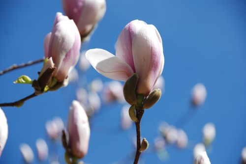 magnolia flowers bud