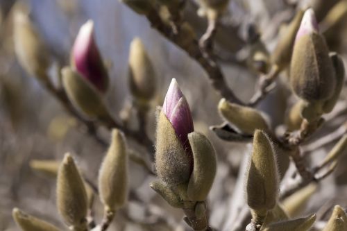 magnolia bud blossom