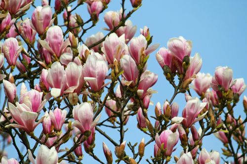 magnolia flourishing tree pink