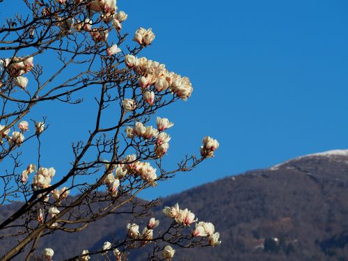 magnolia spring pink