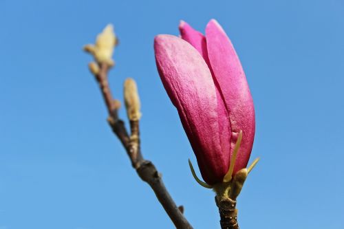magnolia magnolia tree magnolia blossom