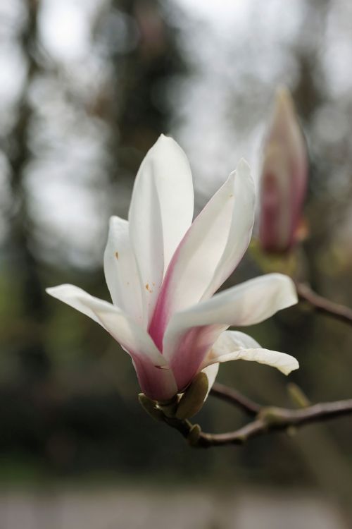 magnolia tulip magnolia nature