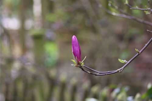 magnolia flower purple