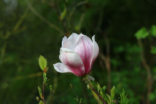 magnolia tree flower