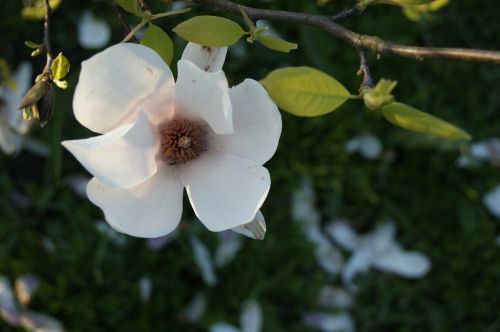 magnolia flower spring