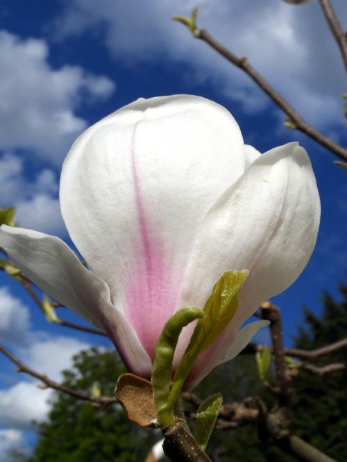 magnolia blossom bloom
