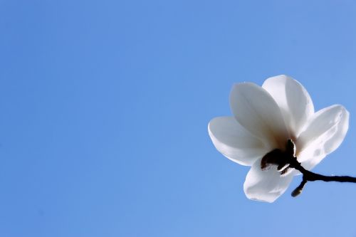 magnolia flower desktop