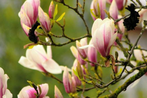 magnolia fragrant spring