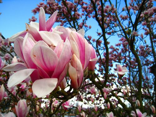 magnolia magnolia tree pink flower