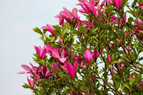 magnolia tulip tree flowers