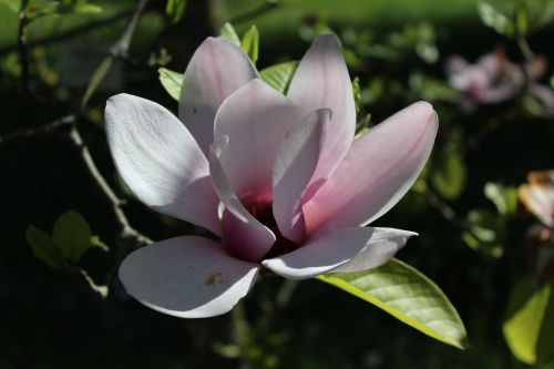 magnolia flower blossom