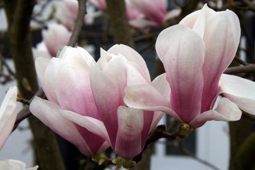 magnolia blossom bloom