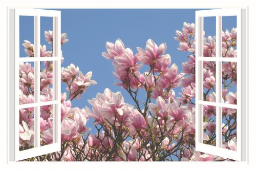 magnolia magnolia tree flower