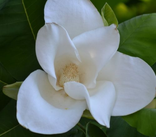 Magnolia