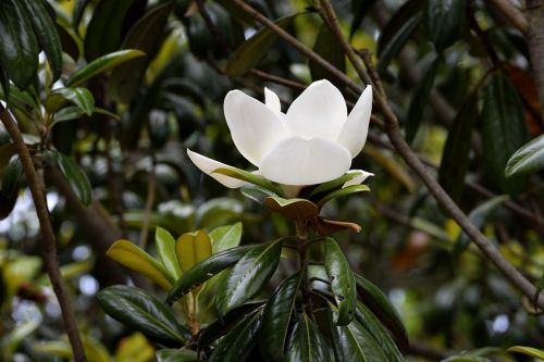 magnolia flower floral