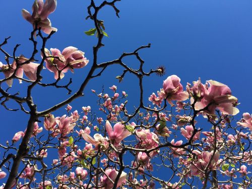 magnolia plant tree