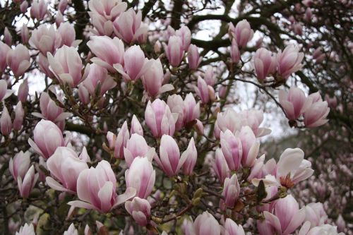 magnolia bloom dissolved