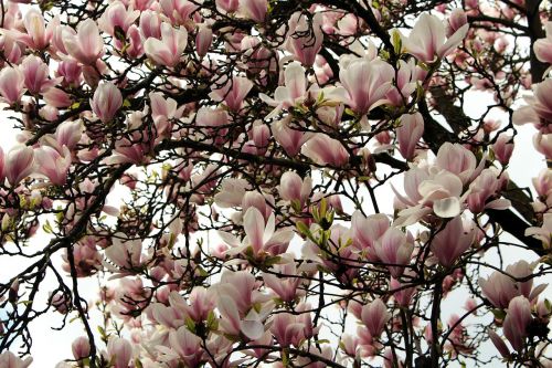 magnolia flowers blossom