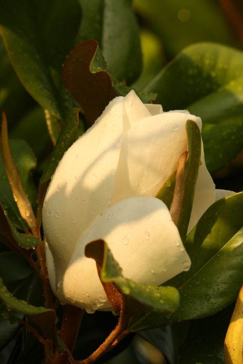 magnolia flower bloom