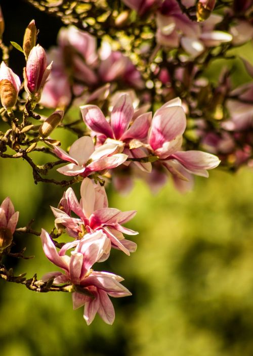 magnolia flower blossom