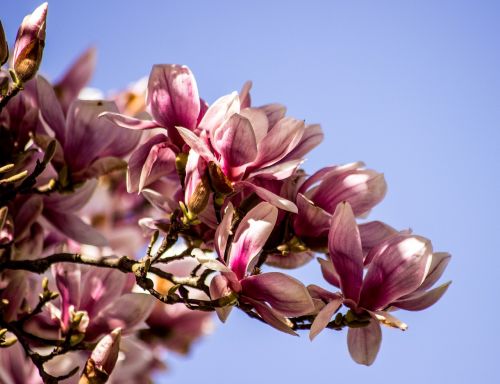 magnolia flower blossom